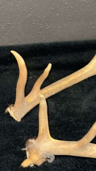 Natural Elk Antlers, Natural Brown