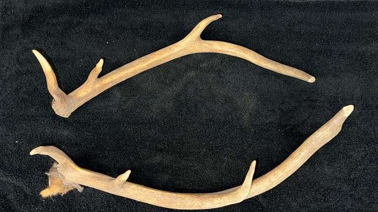 Natural Elk Antlers, Natural Brown