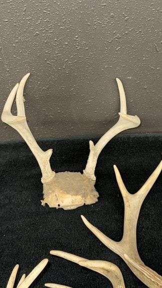 Deer Antlers Set, 5 Pieces, Natural Bone, Varied Points