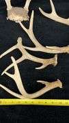 Deer Antlers Set, 5 Pieces, Natural Bone, Varied Points