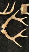 Deer Antlers Set, 5 Pieces, Natural Bone, Varied Points