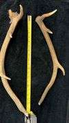 Natural Elk Antlers, Natural Brown