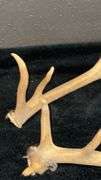 Natural Elk Antlers, Natural Brown
