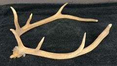 Natural Elk Antlers, Natural Brown