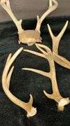 Deer Antlers Set, 5 Pieces, Natural Bone, Varied Points