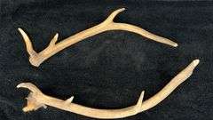 Natural Elk Antlers, Natural Brown