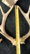 Deer Antlers Set, 5 Pieces, Natural Bone, Varied Points