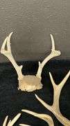 Deer Antlers Set, 5 Pieces, Natural Bone, Varied Points