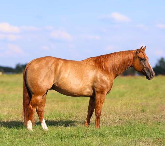 BRILEY BOY NAMED SUE