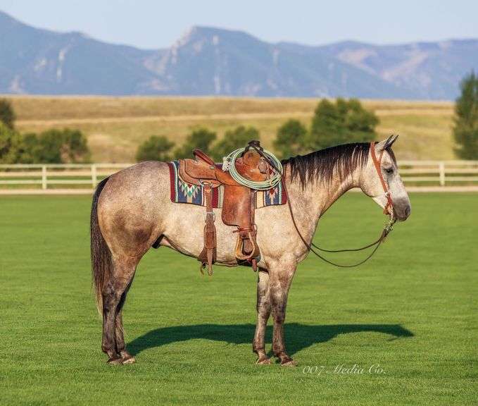 MR BLACKBURN JAK 206