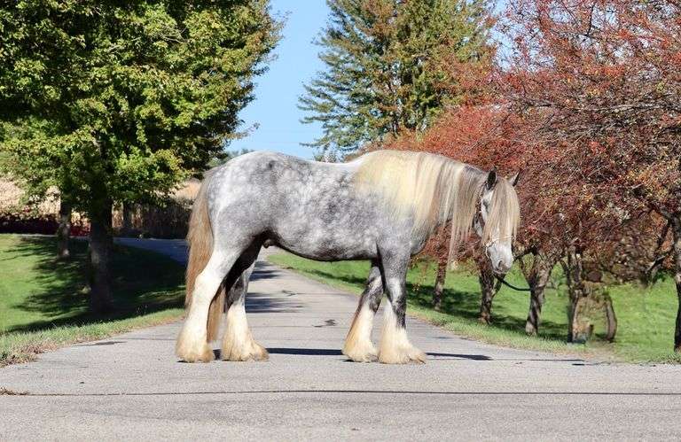 RUTLIN CRANBERRY RANCH KING WILLIAM