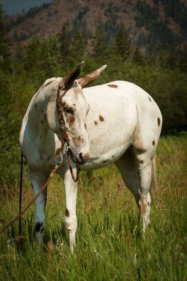 Trixie