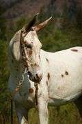 Trixie