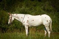 Trixie