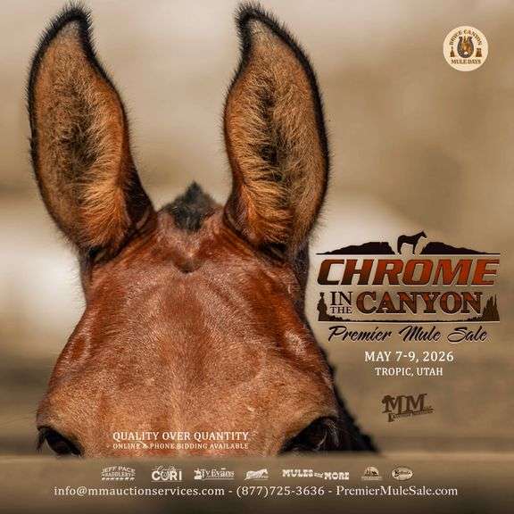 Chrome in the Canyon Premier Mule Sale