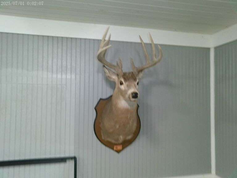 11 point buck deer mount