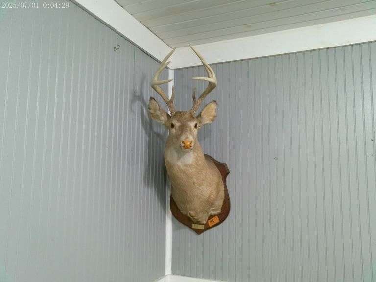 8 point buck deer mount