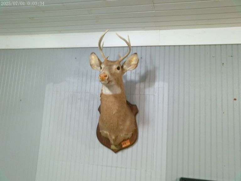 8 point buck Deer mount