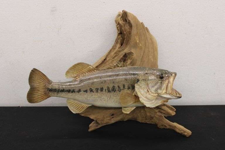 Taxidermy Fish