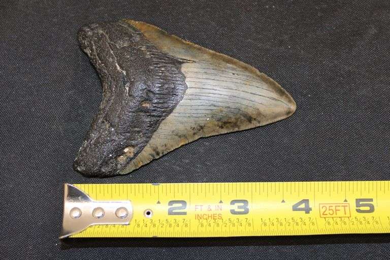 Megalodon Tooth