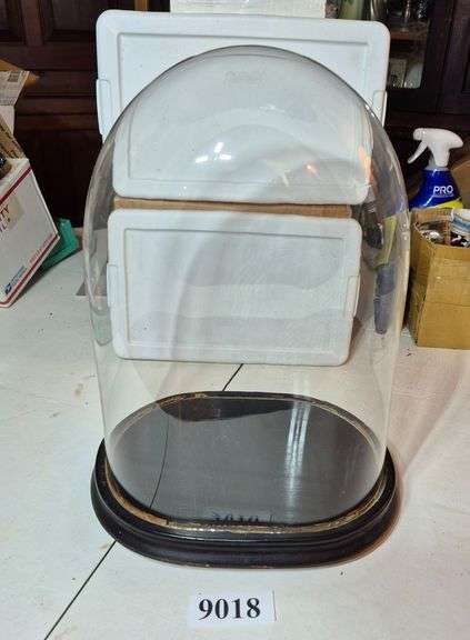 Large glass display Dome with oval wood base