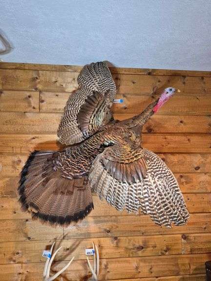 Mounted turkey