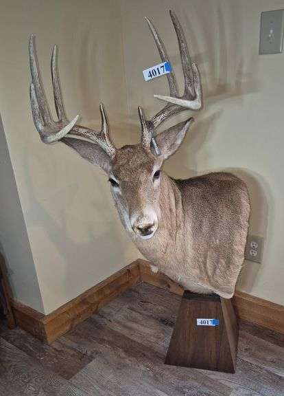 Deer mounted on wood pedestal