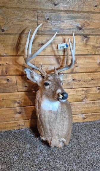 Deer mount