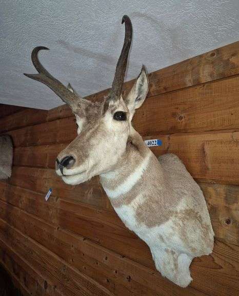 Pronghorn mount