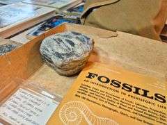 Boy Scout mess kit, rocks, fossil book, antique readers, Frederick Remington book, Jedi Masters quiz