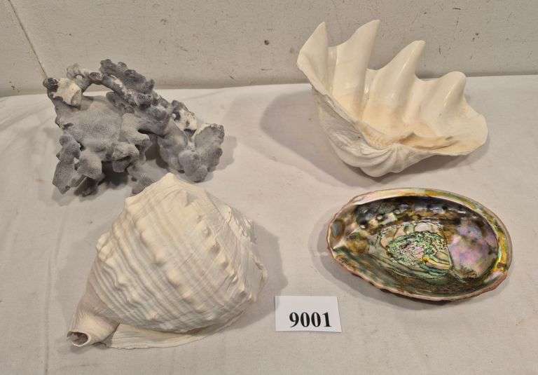 Large seashells, coral
