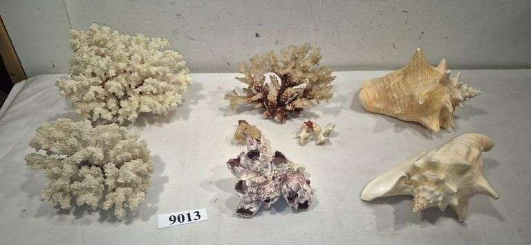 Seashells, coral