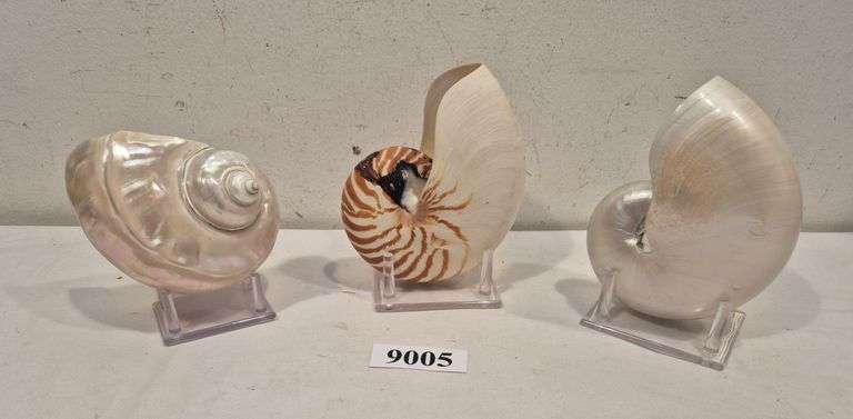 Three seashells with plastic stands