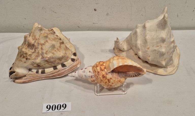 Three seashells