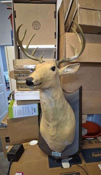 Buck with antlers and power supply