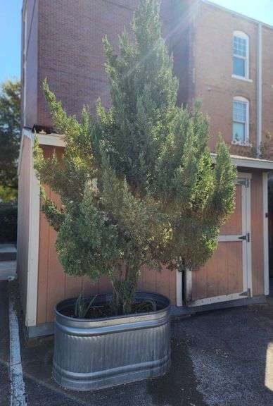 46" Galvanized Metal Planter / Water Trough W/ Huge Tree