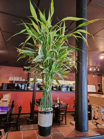Real Bamboo-Style Potted Plant β Approx. 40β Tall