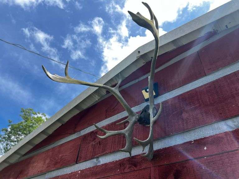 Set of antlers