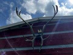 Set of antlers