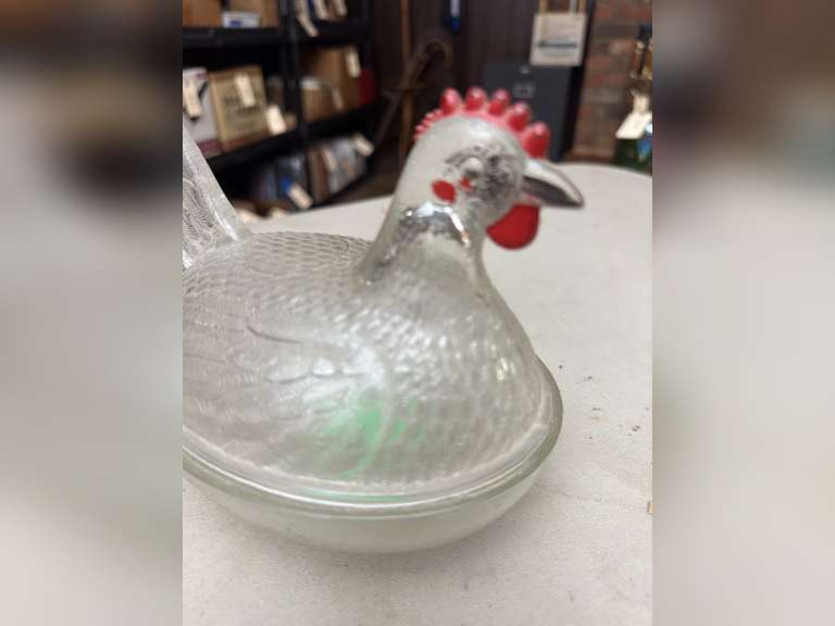 Hen on nest, clear