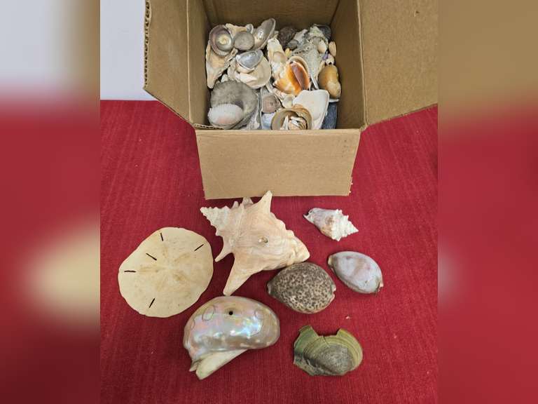 Seashell collection - Northern Kentucky Auction, LLC