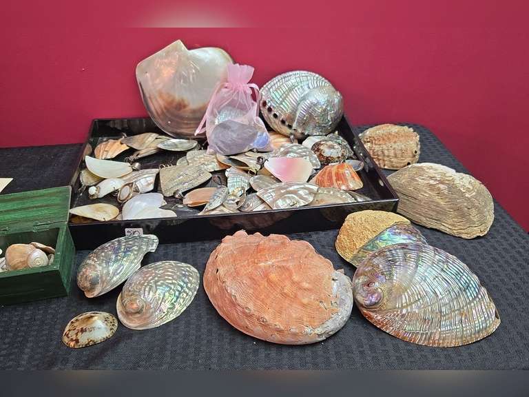 Kentucky Shells Sea Shells and Sea Shell Pendants - Northern Kentucky Auction, LLC