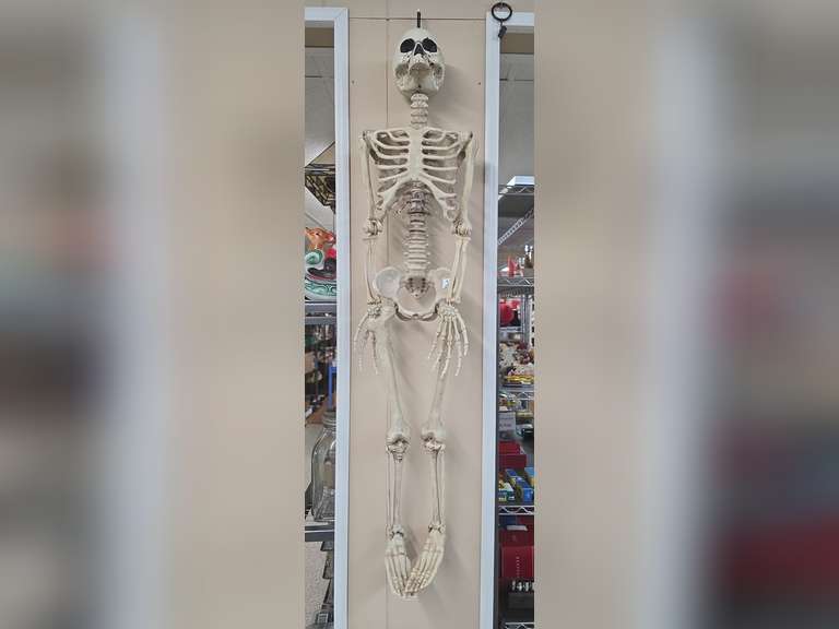 Halloween Skeleton - 36in tall- does not ship.