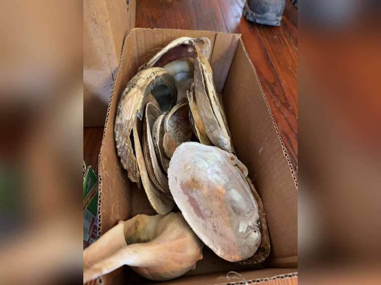 Mussel or clam shells