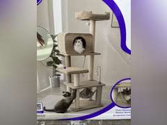 Catry All-in-One Cat Tree
