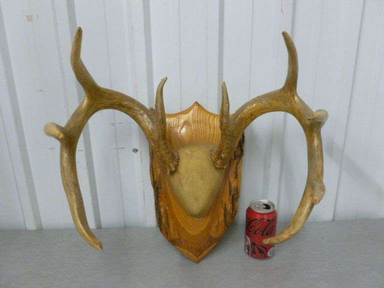 Large 9 Point Deer Mount / On Raw Edge Board - 17" W