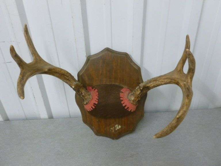 9 Point Deer Mount / On Board - 13.5" W