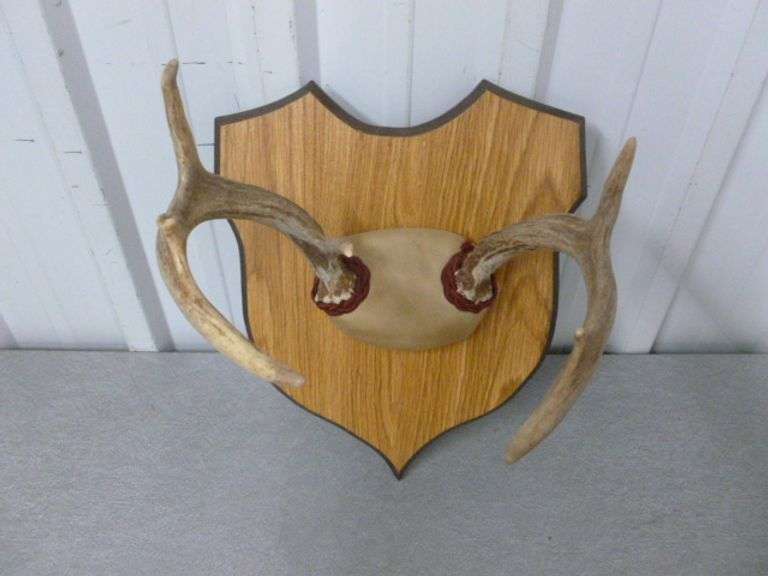 6 Point Deer Mount / On Board - 8.5" W