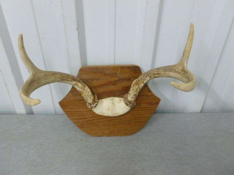 4 Point Deer Mount / On Board - 11" W