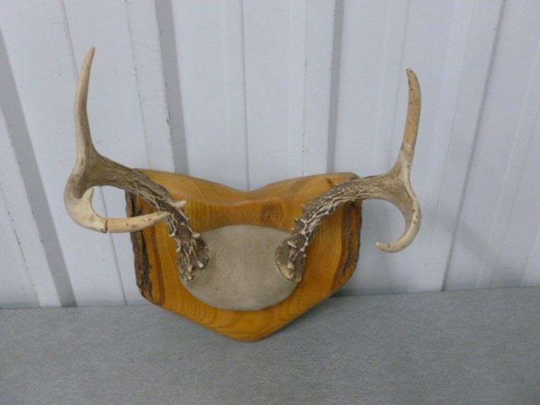 6 Point Deer Mount / On Raw Edge Board - 10" W